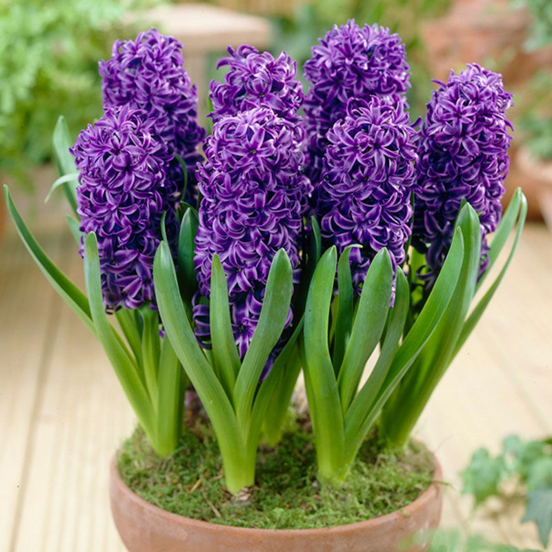 Garden State Bulb Hyacinth Blue Pearl Bulbs 4 Count, 4 ct ...