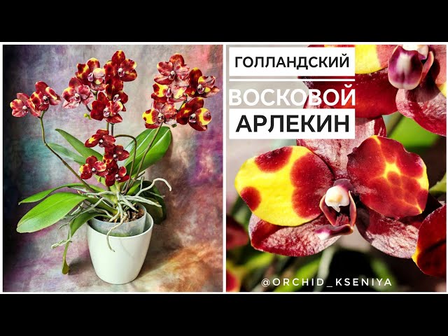 Цикламен персидский Арлекин, 3шт ...