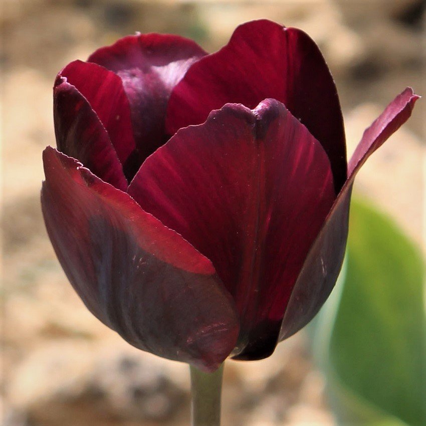 Tulipa Double Late Robinho