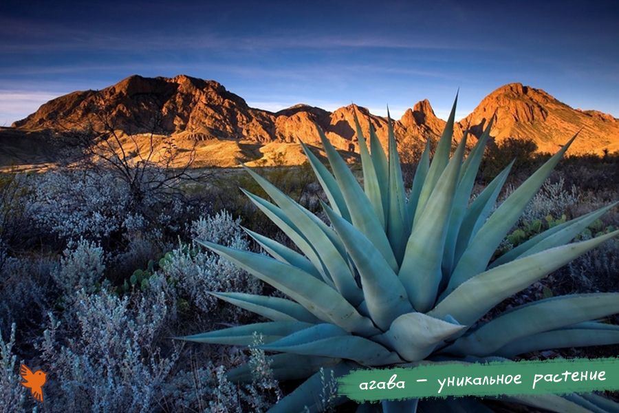 Каталог Агава оттянутая (Agave attenuata) семена 3 шт от ...