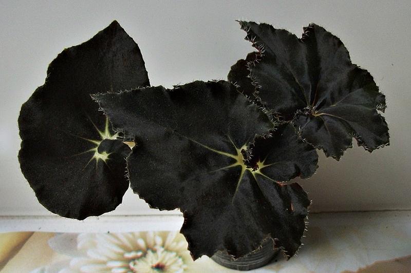 Begonia Black Queen | BEGONIA Collection (Коллекция БЕГОНИЙ)