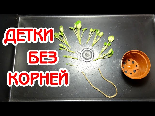 Фиалка ПТ-Машенькин букет – купить в Москве, цена 50 руб ...