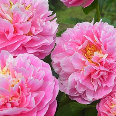 Paeonia Appleton House, Fawkner, Sweden ...