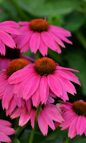 Echinacea angustifolia (Эхинацея) - 3 Фото - Echinacea ...