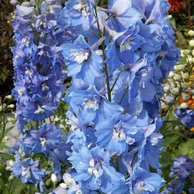 Дельфиниум высокий Гвардиан Блю (Delphinium elatum Guardian ...