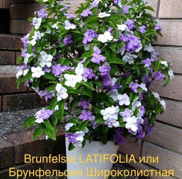 brunfelsia americana - Land Flowers