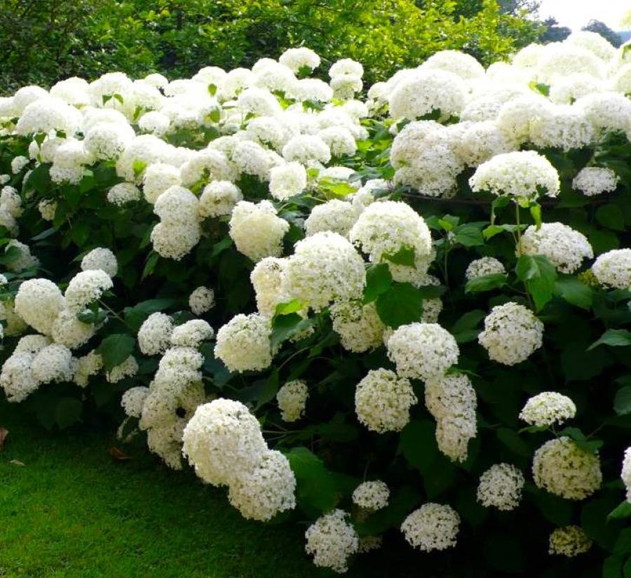 Гортензия древовидная (Hydrangea arborescens `Sweet Annabelle ...