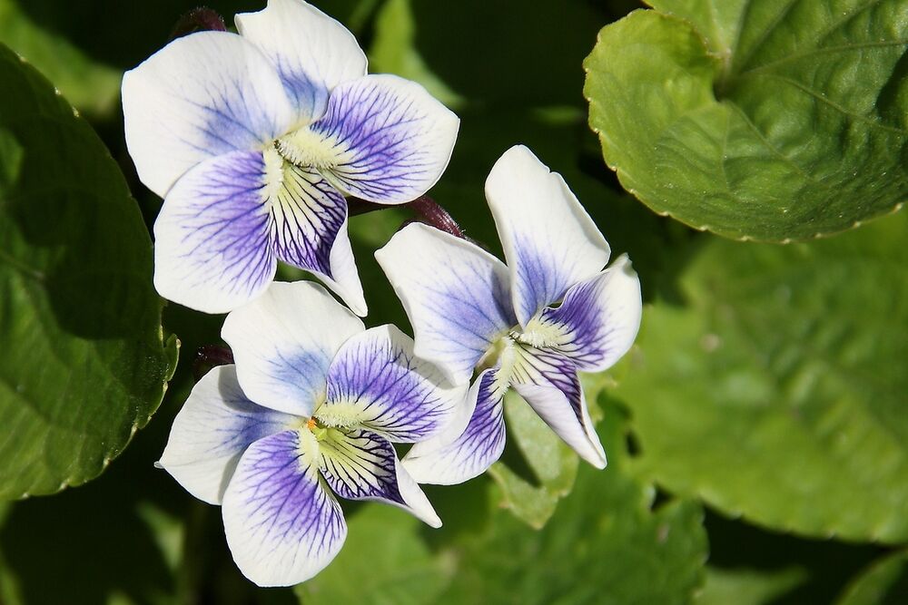 Фиалка душистая (Viola odorata) - описание и фото растения