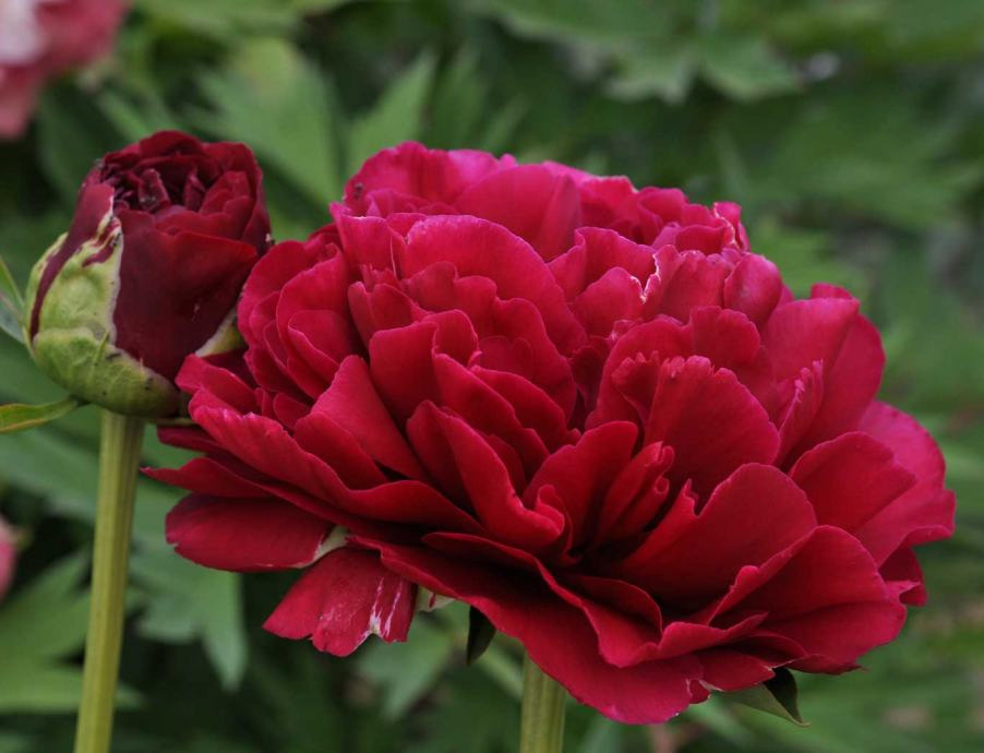 Paeonia Old Faithful Пион Олд Фейтфул