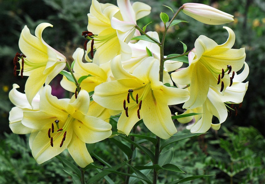 Лилия белоснежная (Lilium candidum) — описание, выращивание ...