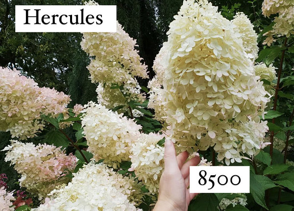 гортензия метельчатая Геркулес/Hydrangea paniculata-Hercules ...