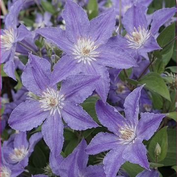 Энциклопедия - Clematis - Źródło Dobrych Pnączy