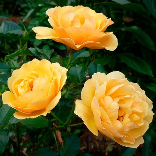 Amber Queen ® | Roses' Name