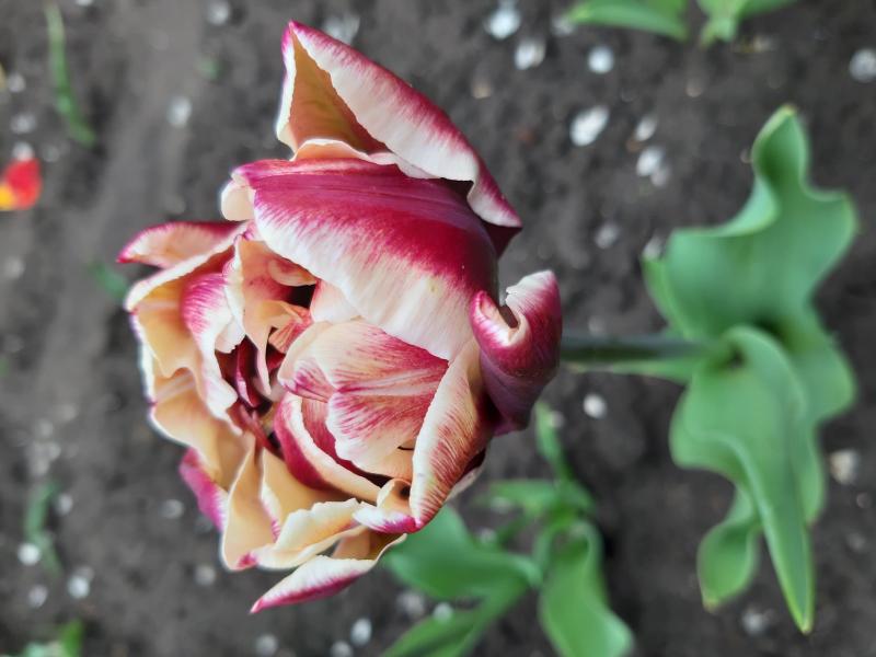 Tulip Alicante