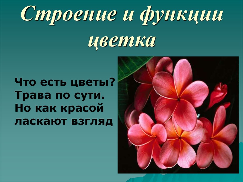 Презентация к уроку цветок.строение цветка биология 6 класс