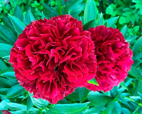 Пион Ред Грейс (Paeonia Red Grace) купить в Москве по низкой ...