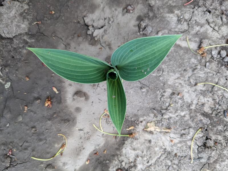 Хоста Халцион, Hosta Halcyon (ID#1369852717), цена: 68 ...