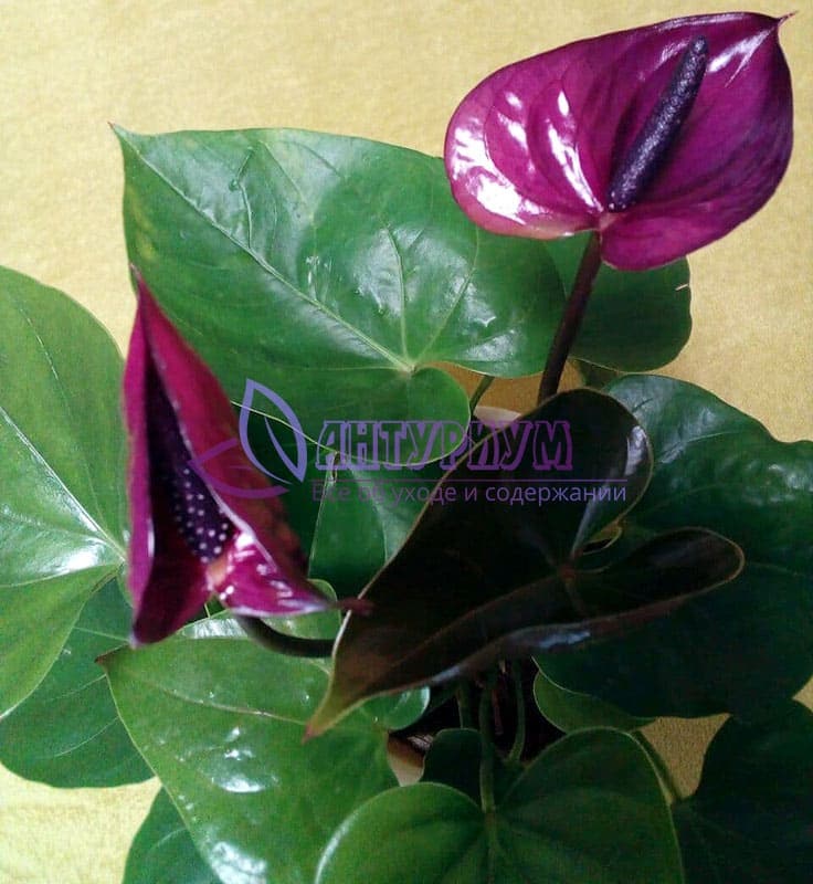 Антуриум Карма Пурпурная (Anthurium Karma Purple) D12см ...