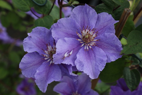 Clematis Ashva Клематис Ашва