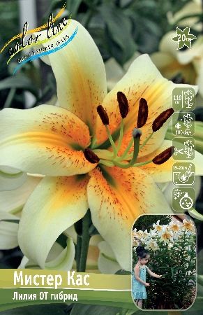 Obrázek - Lilium 'Mister Cas' | BioLib.cz