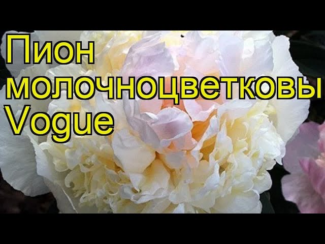 Пион Вог (VOGUE), 2/3 n, 1 шт