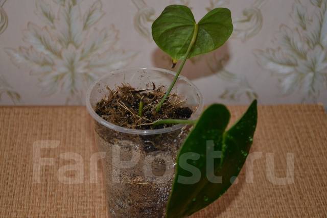 Photo & Art Print Red anthurium plant ...