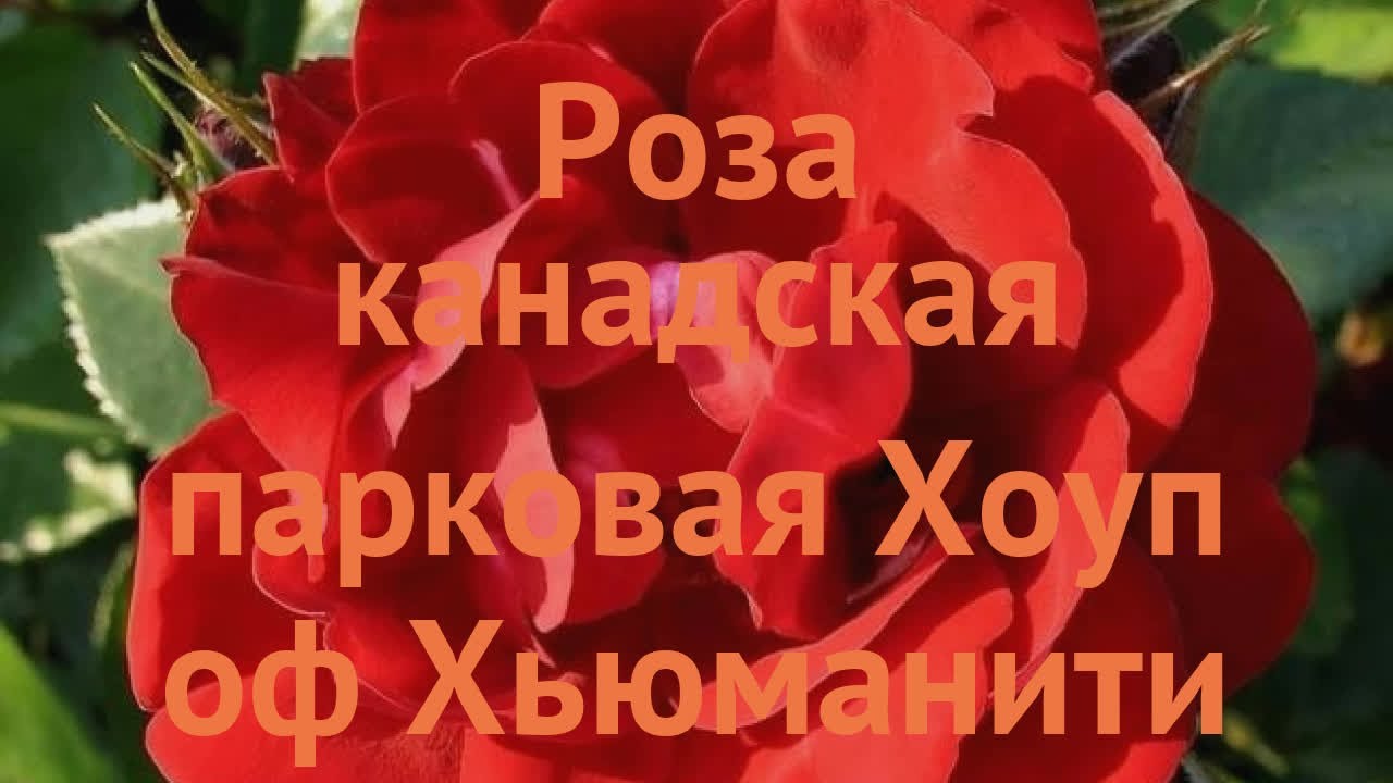 Роза канадская Хоуп фо Хьюманити