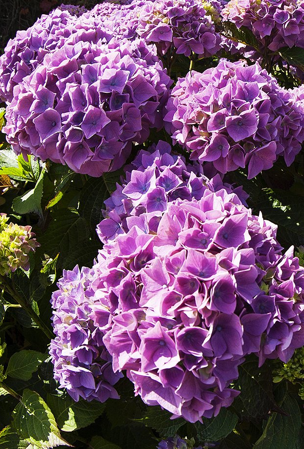 Akadama® Hydrangea - Star ...