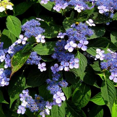 Гортензия пильчатая Блюберд/Hydrangea serrata Bluebird 40-50 ...