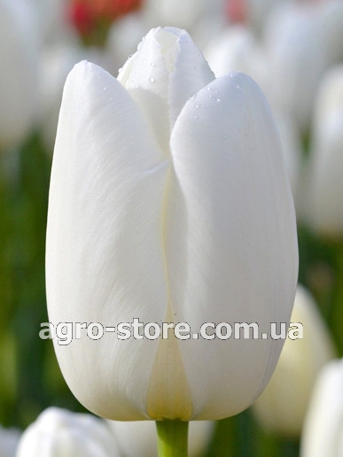 Тюльпан Испания (Tulipa Spain ...