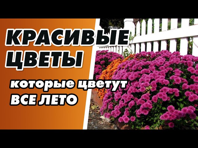 Какие однолетние цветы цветут все лето?