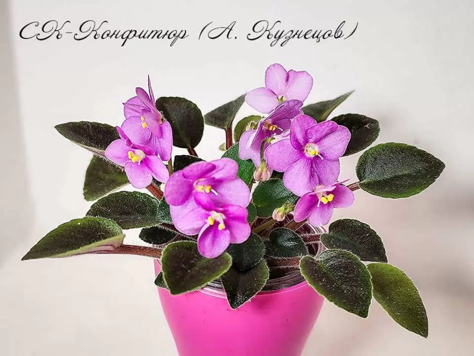 Магазинчик времени (Red Violet. Корейский молодежный роман ...