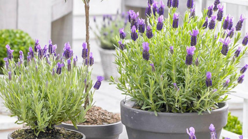 Lavandula ANGUSTIFOLIA или Лаванда Лекарственная