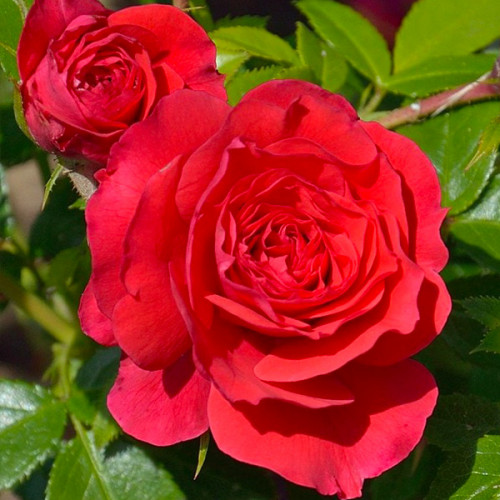 Slingerkrasse 'Jewel Cherry Rose' - MUSTILA TRÄDGÅRD