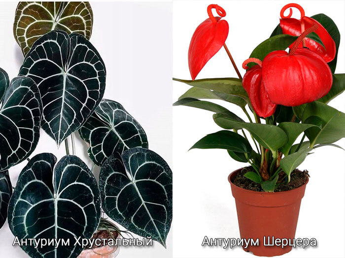 Антуриум - Anthurium: фото, условия выращивания, уход и ...