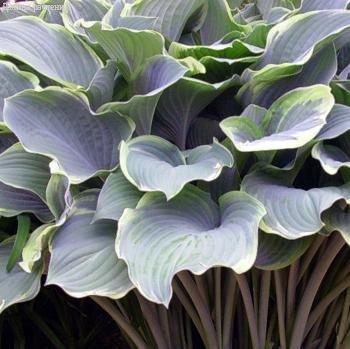 Саженец хосты 'Регал Сплендор'/Hosta 'Regal Splendor' С2 ...