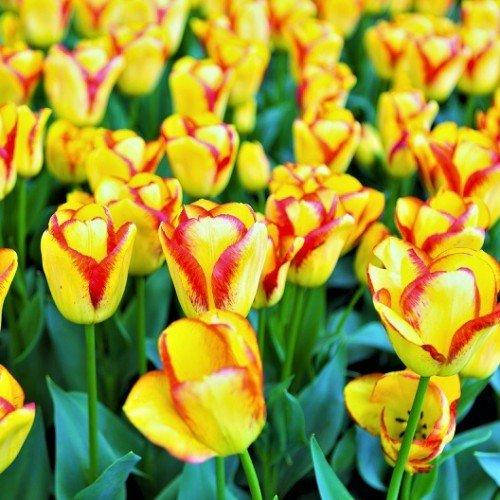 ✓ Тюльпан Рэд Прайд (Tulipa Red Pride ...