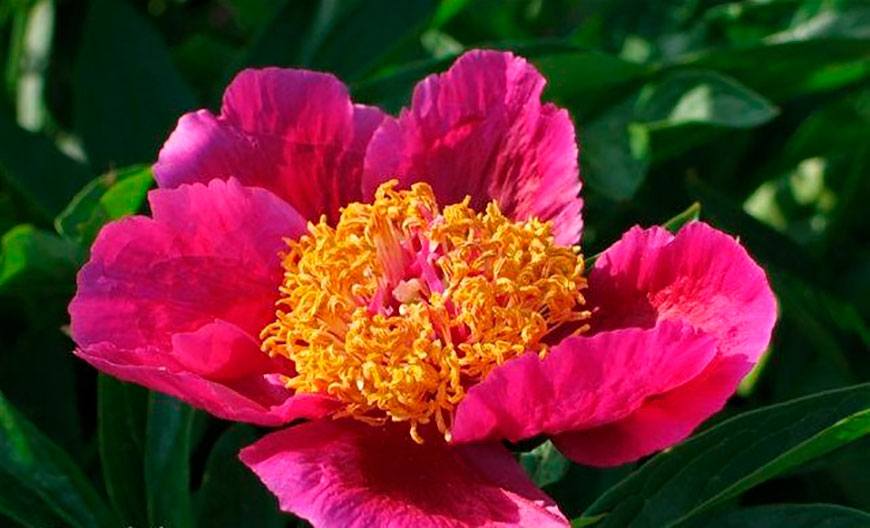 Zielono Zakręceni: Piwonia chińska (Paeonia lactiflora) Clown ...