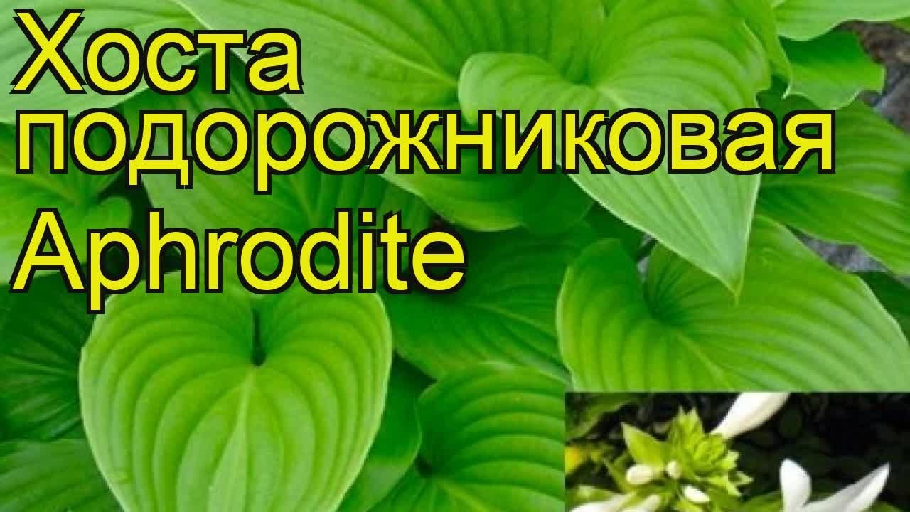 Хоста подорожниковая купить в Краснодаре | Товары для дома и ...