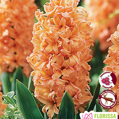 Hyacinthus Orientalis 'Gipsy Queen ...