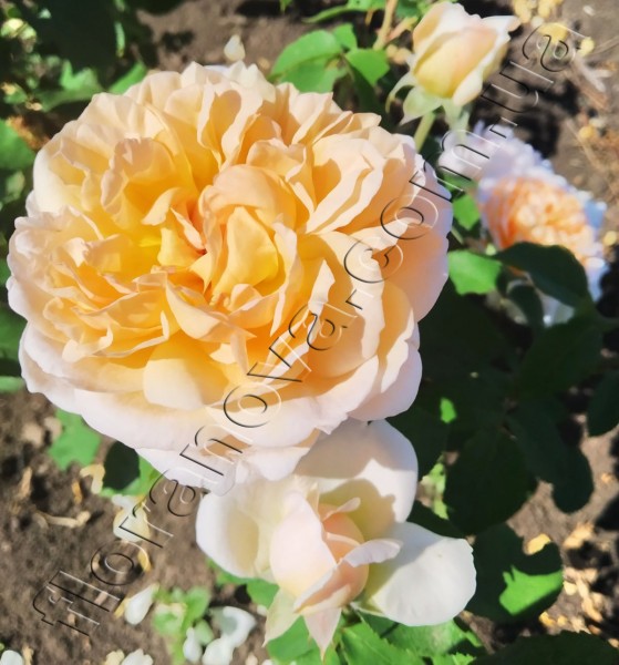 The Lady Gardener® David Austin® Bare Root Rose - Menagerie ...