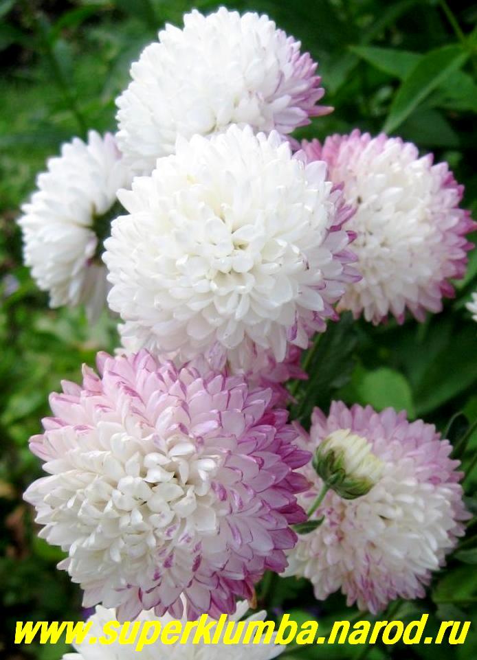 Хризантема #В9 корейская Окишор (Chrysanthemum кorean Okishor ...