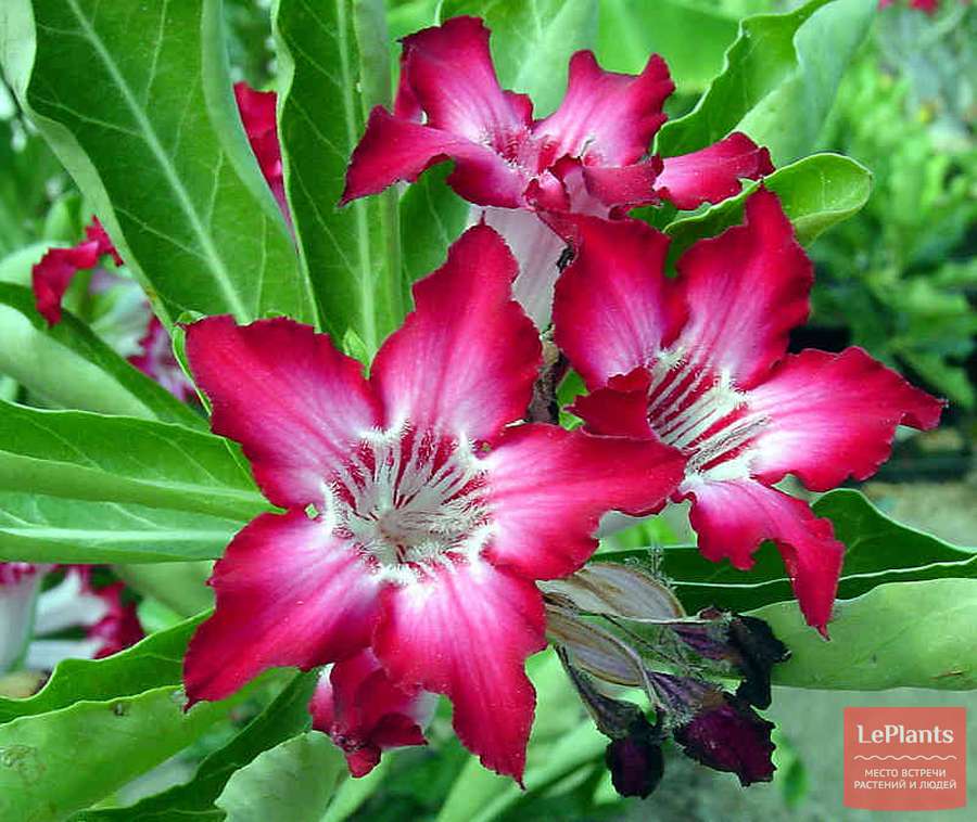 Адениум многоцветковый (Adenium multiflorum) — описание ...