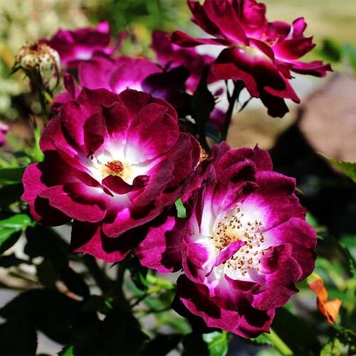 Diamond Jubilee Rose