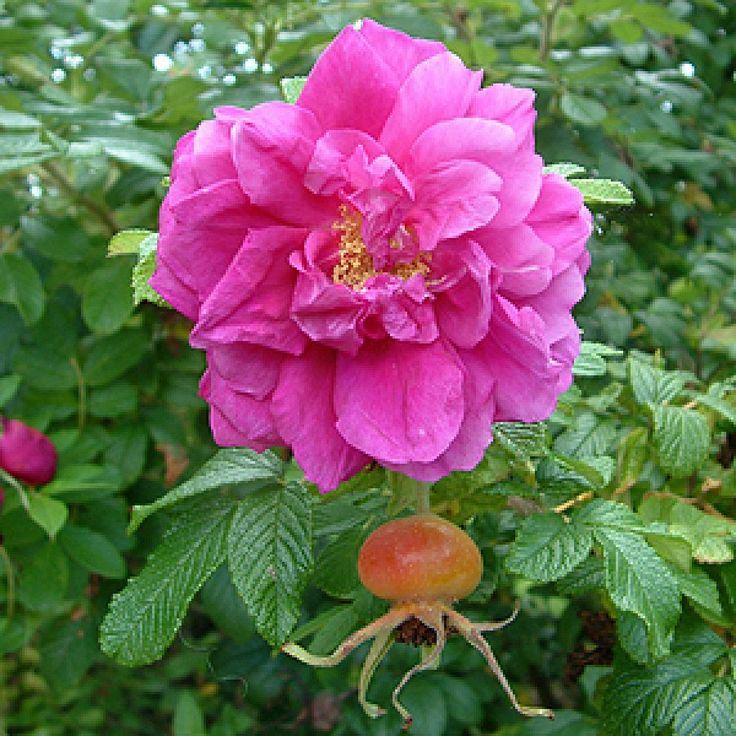 Роза морщинистая (ROSA RUGOSA) (id 90231245), купить в ...