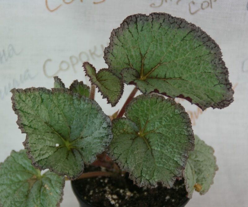 Begonia 'Helen Teupel' | John Boggan | Flickr