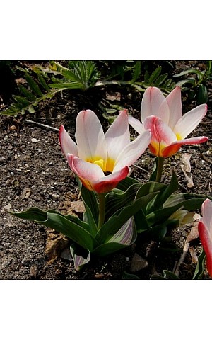 Buy Tulip Bulbs | Kaufmannaniana Tulip ...