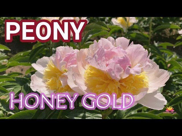 Купить Пион Хани Голд Paeonia Honey Gold - Садовый центр ...