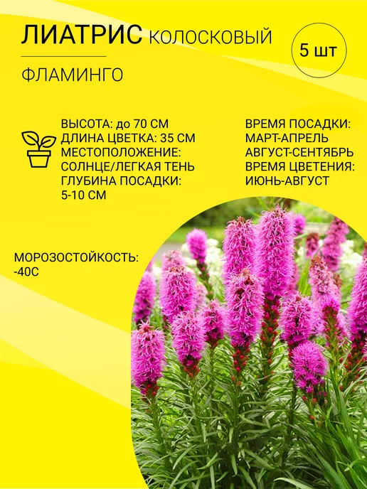 Лиатрис Розовый 0.2 г Gl Seeds - купить по лучшей цене в ...