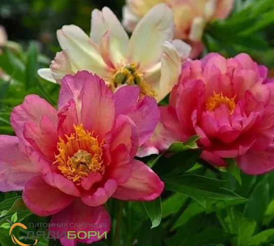 Paeonia itoh Julia Rose ...